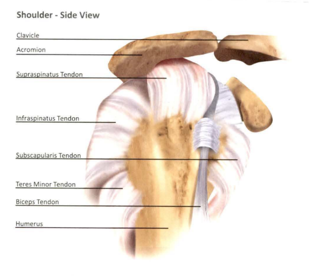 muscular shoulder side view